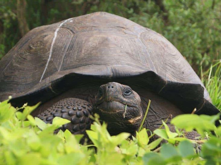 Fiscalía de Ecuador investiga cacería de tortugas gigantes