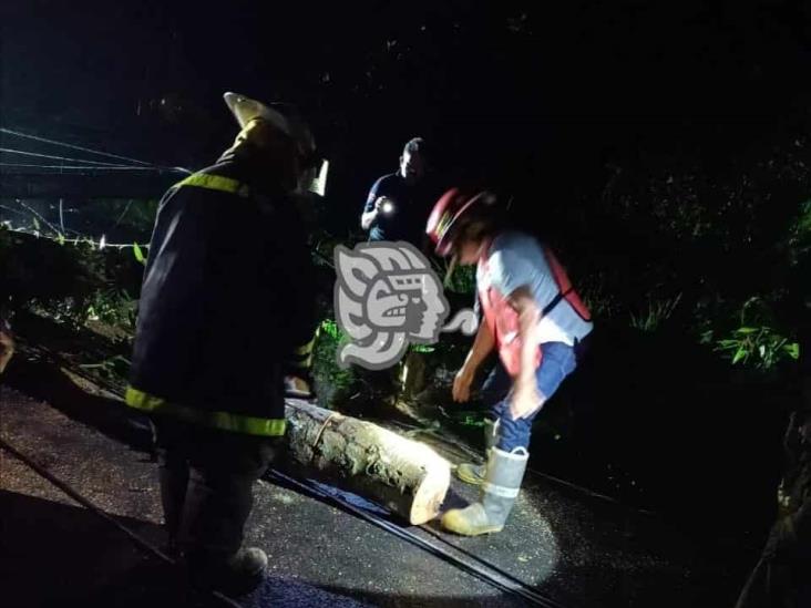 Árbol cae y derriba postes en Amatlán; uno cayó sobre una camioneta