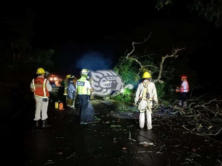 Árbol cae y derriba postes en Amatlán; uno cayó sobre una camioneta