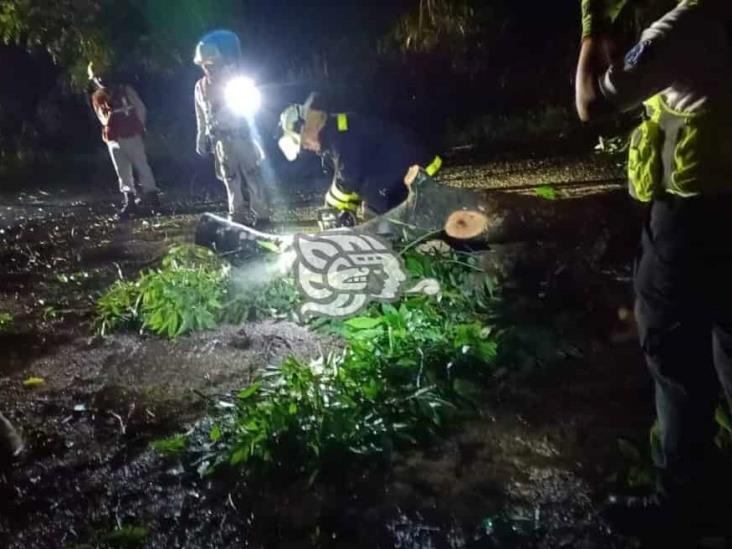 Árbol cae y derriba postes en Amatlán; uno cayó sobre una camioneta