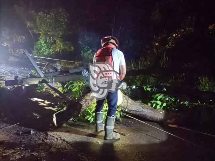 Árbol cae y derriba postes en Amatlán; uno cayó sobre una camioneta