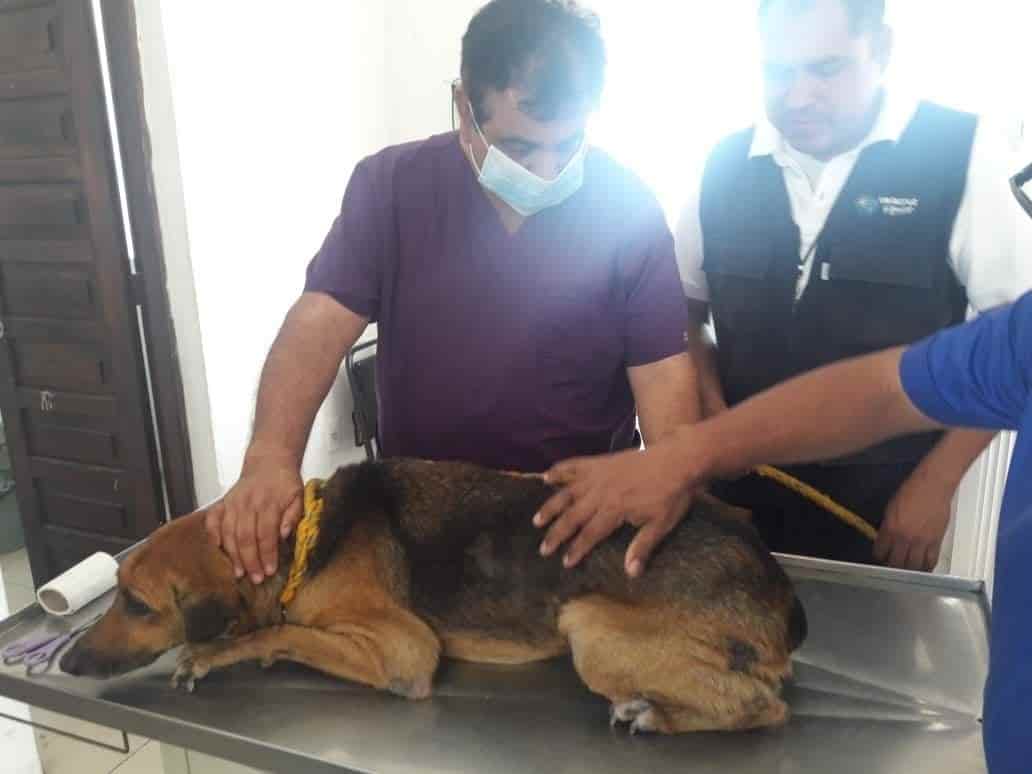 Aumentó un 60% el abandono de animales en Veracruz: Asociación La Roca