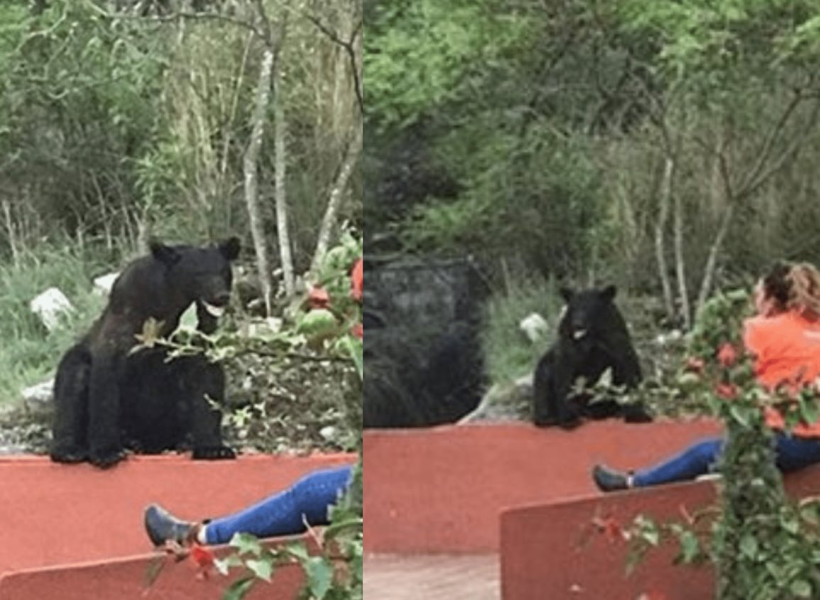 (Video) Captan a oso entrando a Facultad de Comunicación en Monterrey