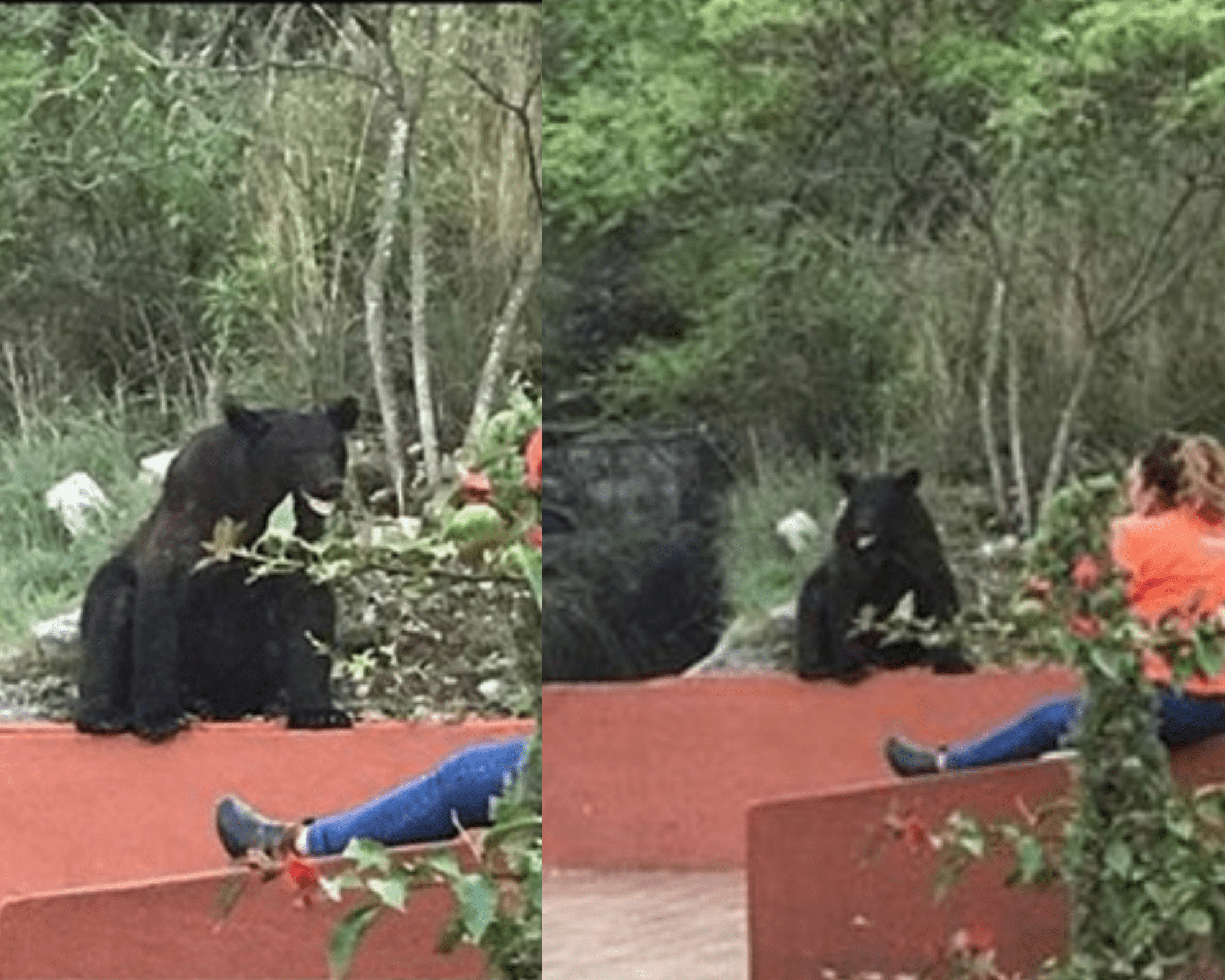 (Video) Captan a oso entrando a Facultad de Comunicación en Monterrey