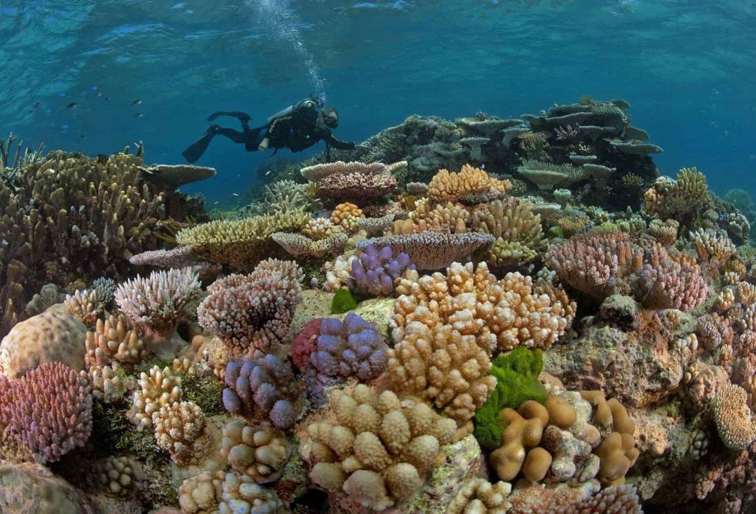 Arrecifes de coral, con mayor daño en zonas de más desarrollo urbano y turístico