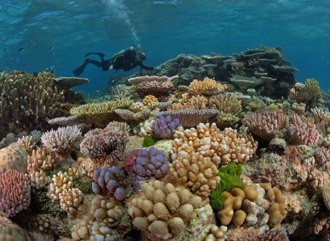 Arrecifes de coral, con mayor daño en zonas de más desarrollo urbano y turístico