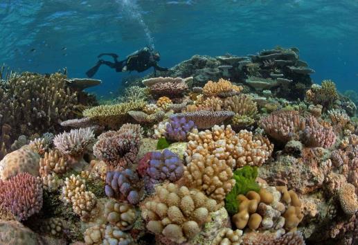 Arrecifes de coral, con mayor daño en zonas de más desarrollo urbano y turístico