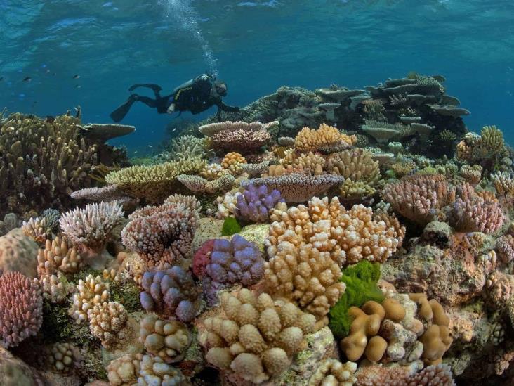 Arrecifes de coral, con mayor daño en zonas de más desarrollo urbano y turístico