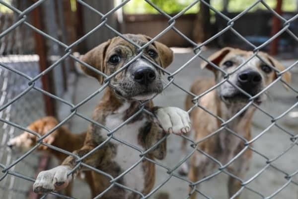 Desde enero a la fecha suman 120 perros rescatados por casos de maltrato en Veracruz