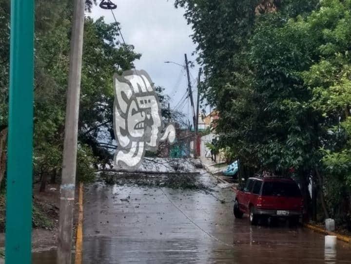 Cae árbol en calles de Xalapa; derriba poste de CFE