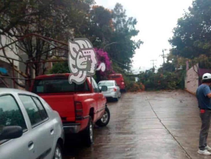 Cae árbol en calles de Xalapa; derriba poste de CFE