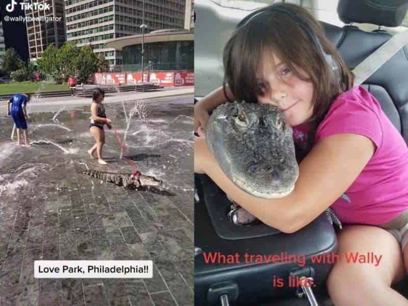 Niña se pasea por un parque con un caimán como si fuera un perrito