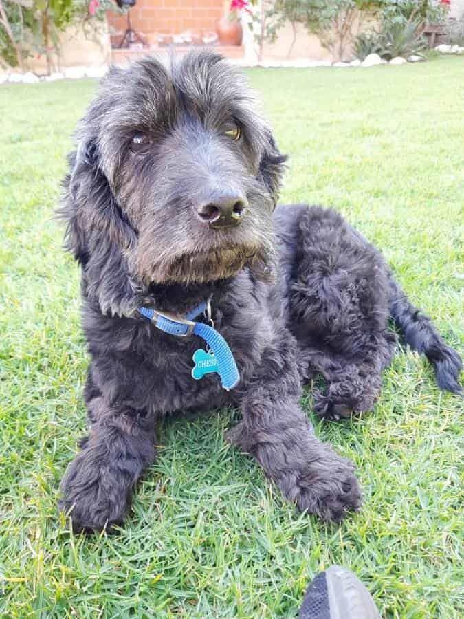 Para pagar medicina de su perrito, joven ofrece servicio de redacción y traducción