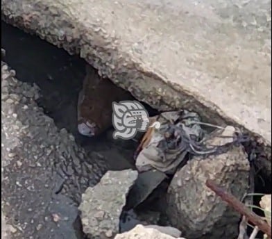 ¡En Coatzacoalcos! Captan a cocodrilo en Playa Sol (+Video)