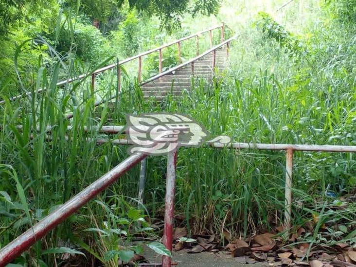 Una selva en las escaleras de Flores Magon en Coatzacoalcos