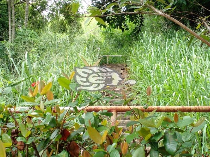 Una selva en las escaleras de Flores Magon en Coatzacoalcos