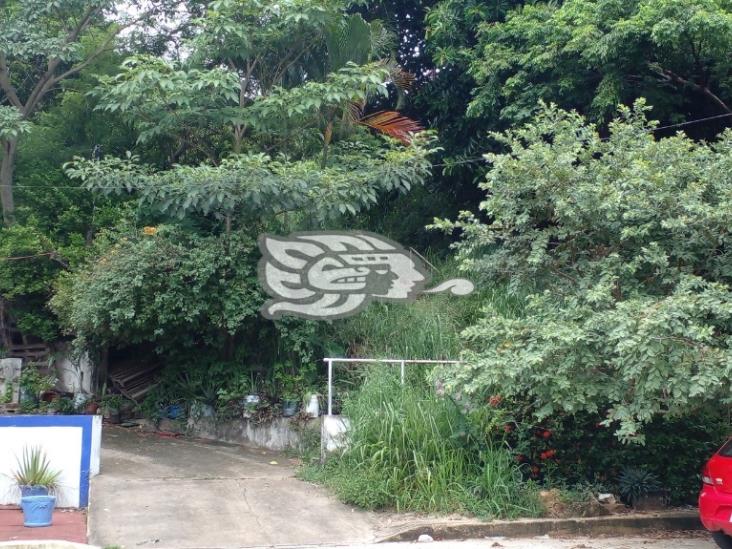 Una selva en las escaleras de Flores Magon en Coatzacoalcos