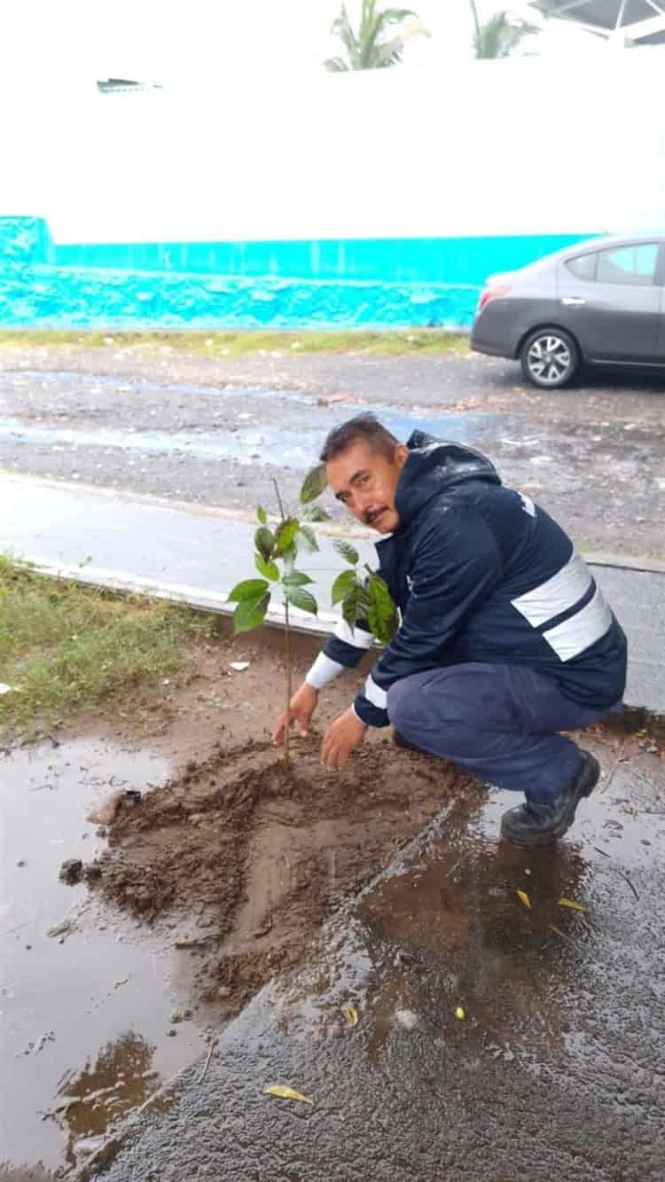 En Veracruz, aprovecharon la lluvia para sembrar árboles