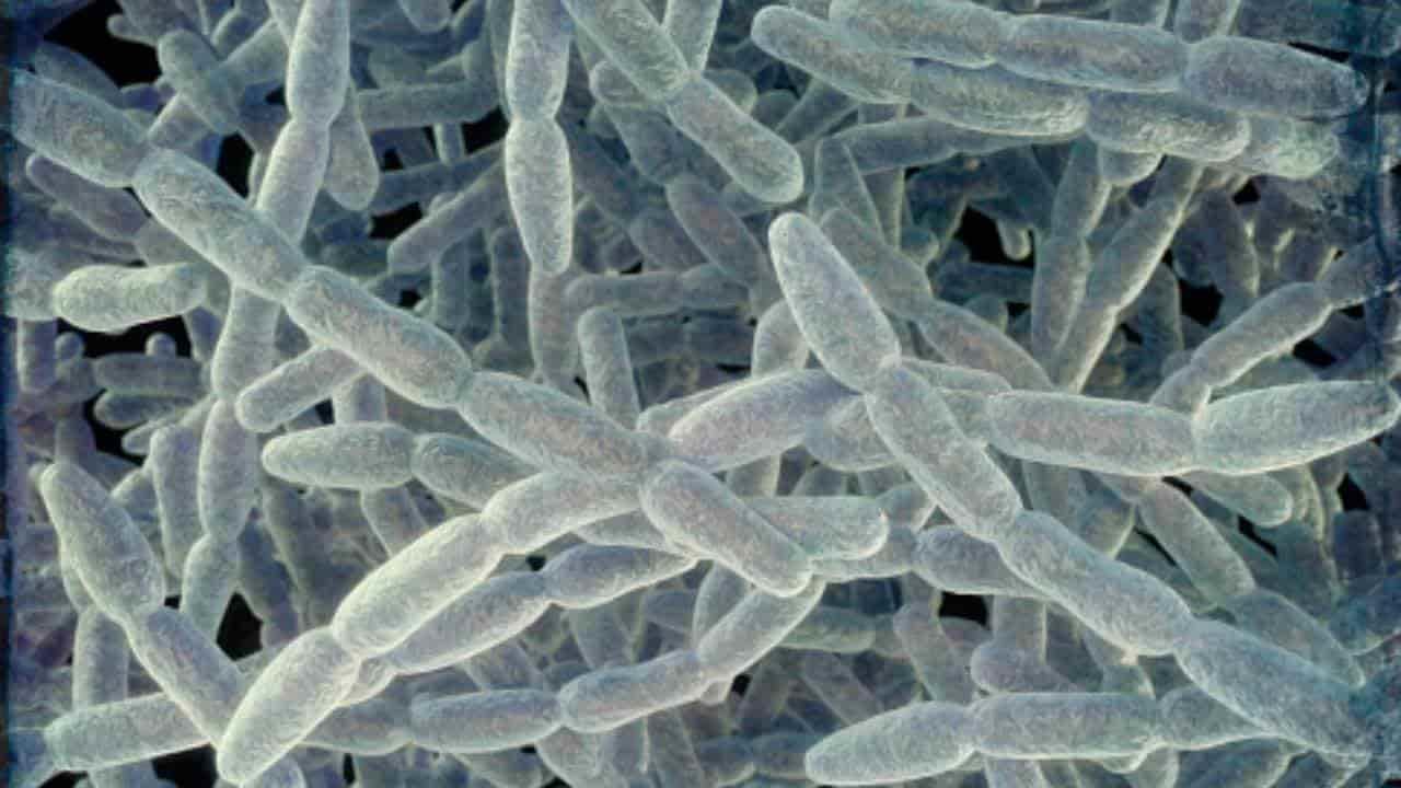 Legionella, la bacteria que causó casos de neumonía en Argentina