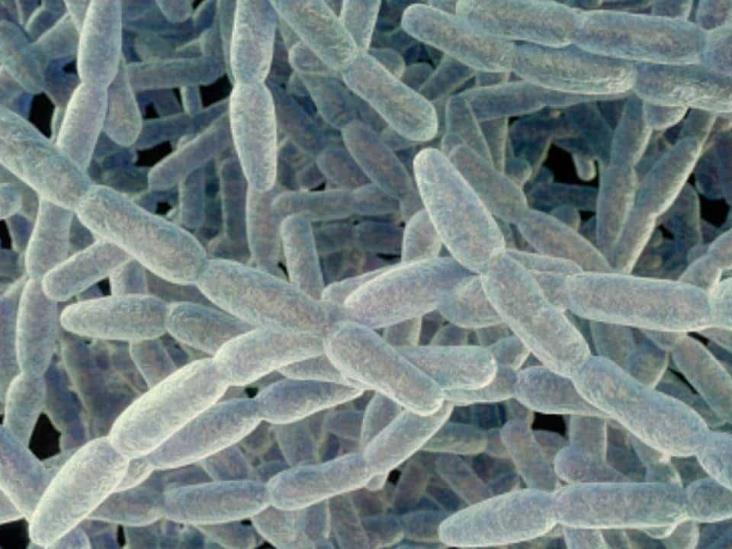 Legionella, la bacteria que causó casos de neumonía en Argentina