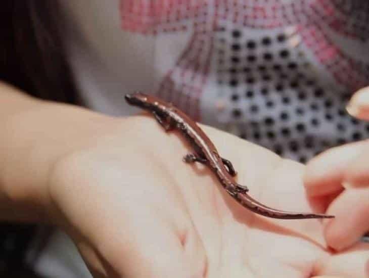 Los mitos urbanos, las raíces de la cacería de tlaconetes en Veracruz