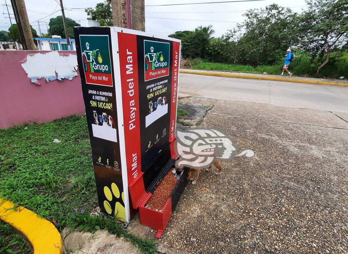 Perritos callejeros comen en dispensador; ya no pasan hambre