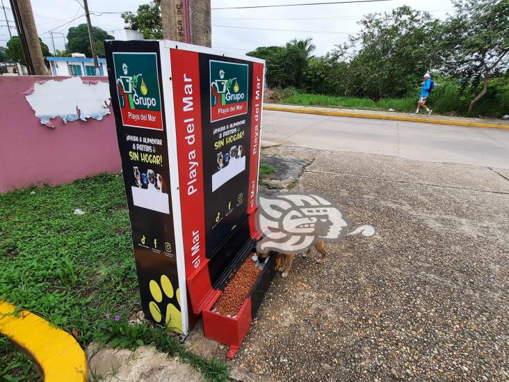 Perritos callejeros comen en dispensador; ya no pasan hambre