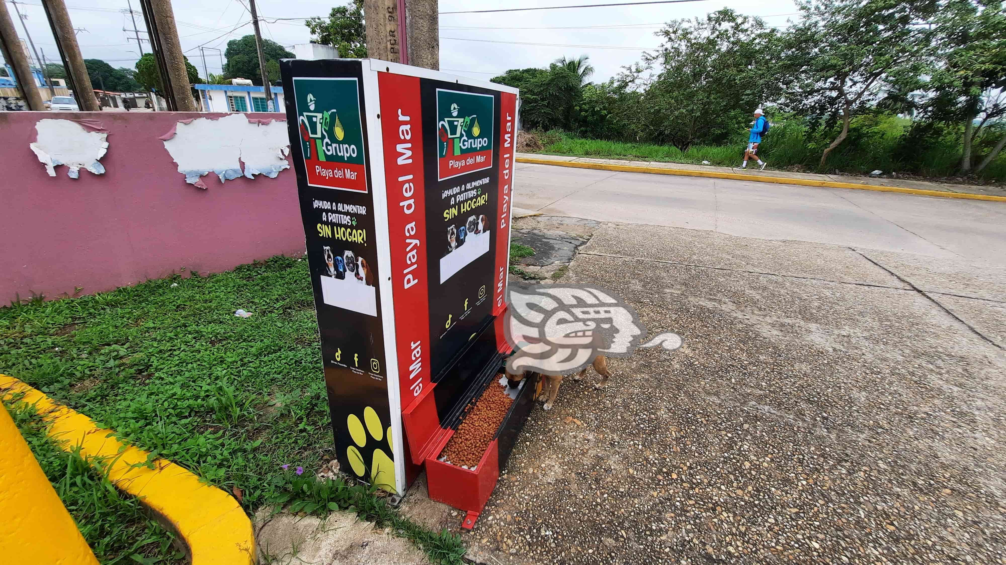 Perritos callejeros comen en dispensador; ya no pasan hambre