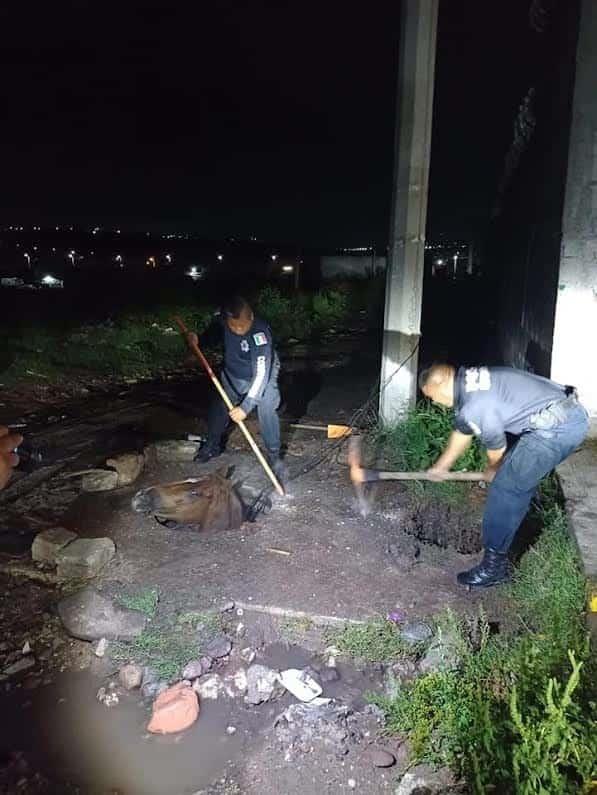 En Querétaro, autoridades rescatan a caballo atrapado en coladora