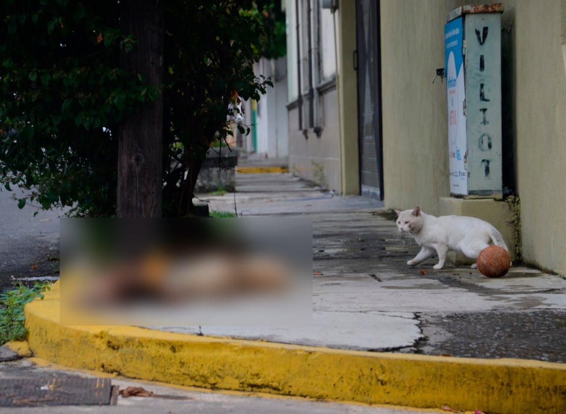 Iglesia condena el sacrificio de animales para rituales satánicos en Veracruz