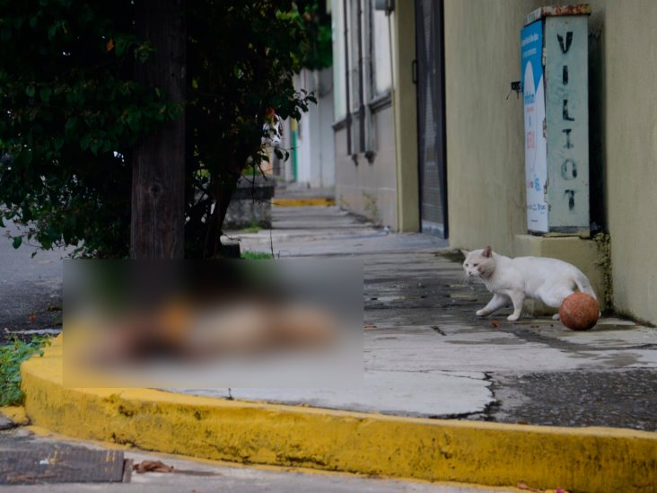 ¡Macabro hallazgo! Encuentran animales sacrificados en calles de Veracruz (+Video)