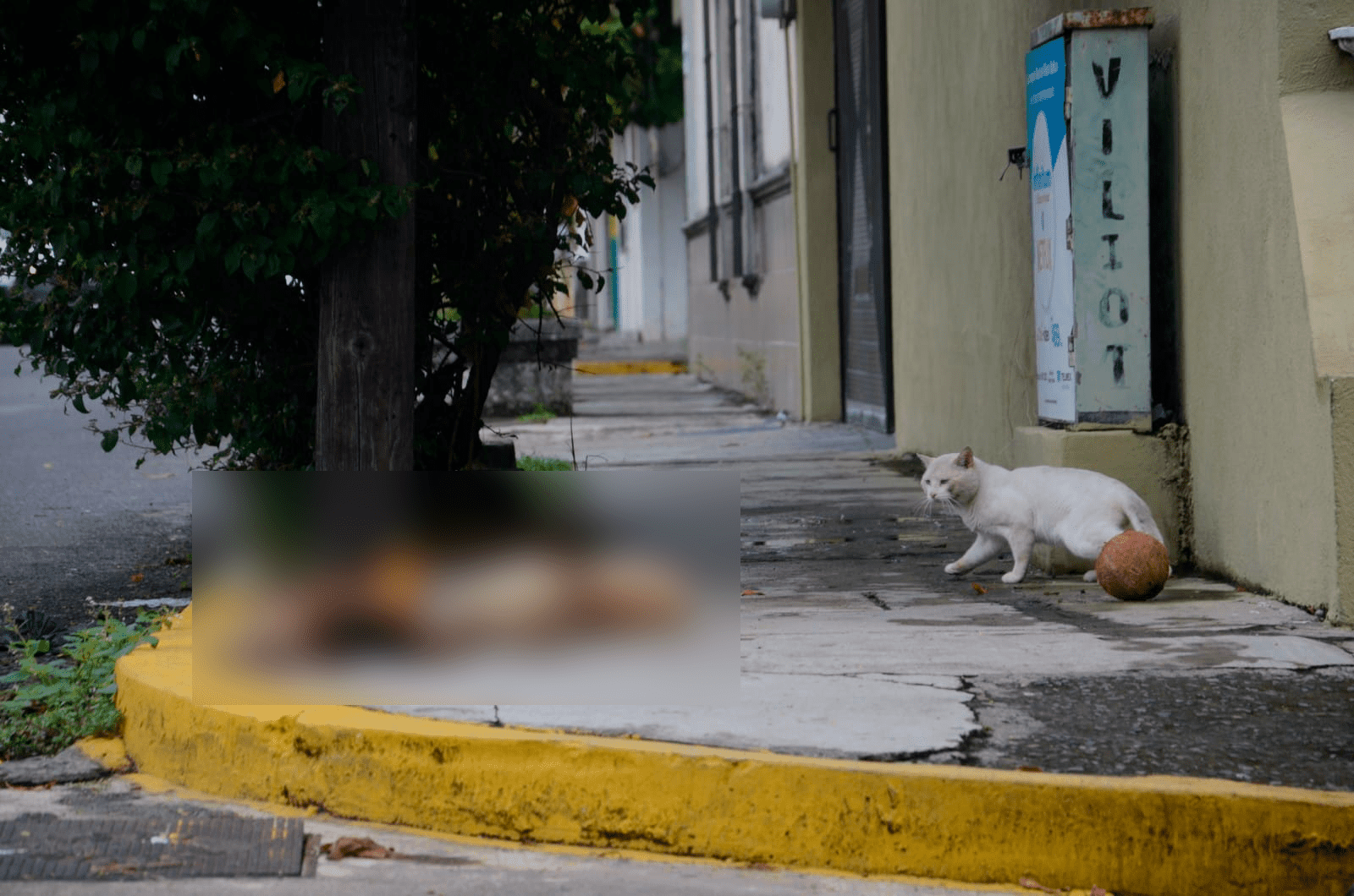 ¡Macabro hallazgo! Encuentran animales sacrificados en calles de Veracruz (+Video)