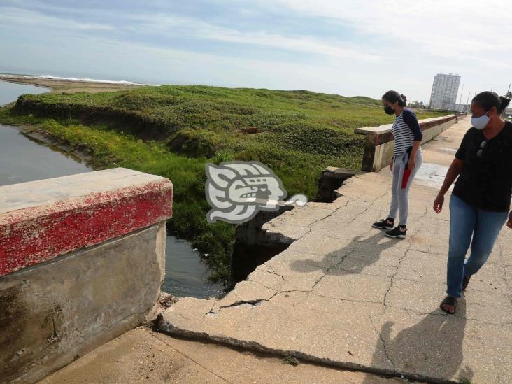 Se arriesgan en peligroso borde para ver al cocodrilo del Malecón