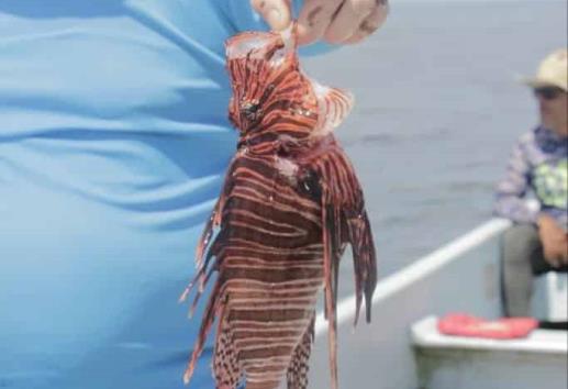 Pescador de Antón Lizardo comercializa piel y carne del pez león
