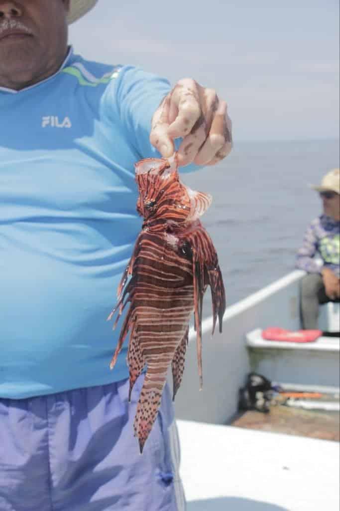 Pescador de Antón Lizardo comercializa piel y carne del pez león