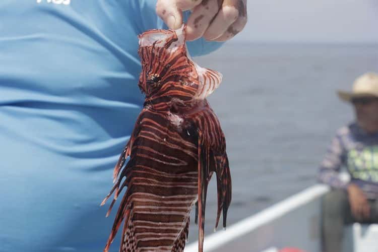 Pescador de Antón Lizardo comercializa piel y carne del pez león