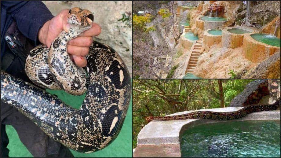 ¡Es la boa! Trabajadores encuentran serpiente en pozas de las Grutas de Tolantongo