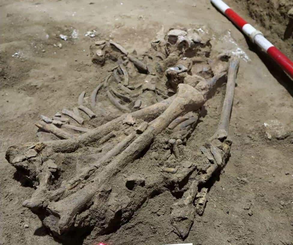 Primera amputación quirúrgica se habría realizado hace 31 mil años