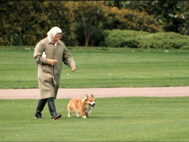Corgis, la mascota preferida de la Reina Isabel ll ¿Qué pasará con ellos?