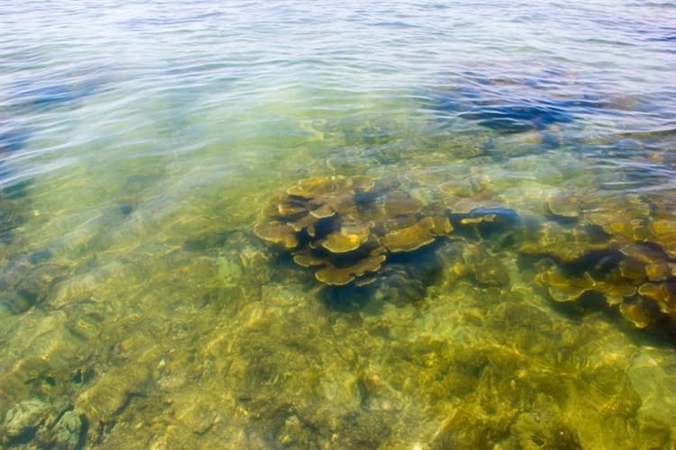Promueve PNSAV protección a los 28 arrecifes coralinos y 6 islas