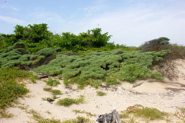 Promueve PNSAV protección a los 28 arrecifes coralinos y 6 islas