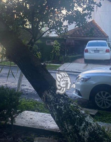 Xalapeños reportan riesgo de caída de árbol en Indeco Ánimas