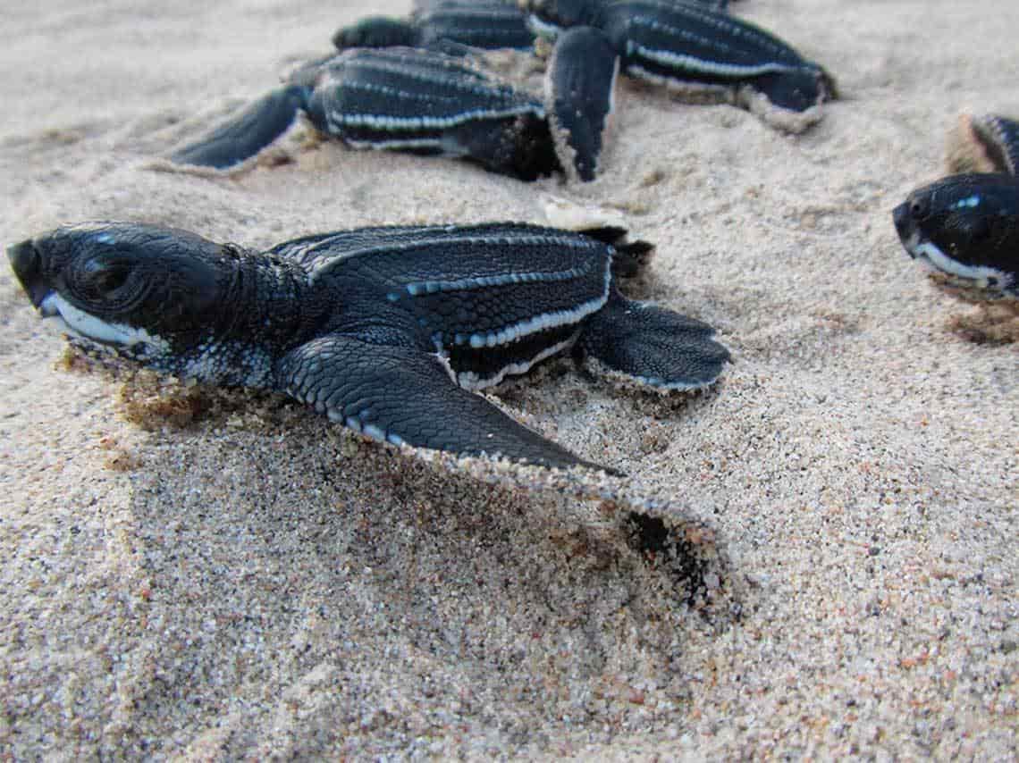 Aumenta el número de nidos de tortugas que arriban a playas de Veracruz para anidar