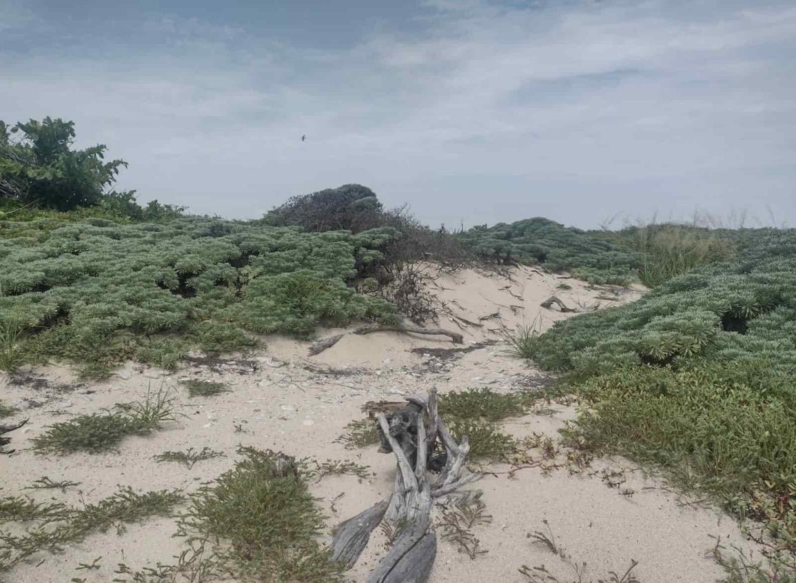 Tortugas y aves migratorias anidan en Isla Verde, Veracruz