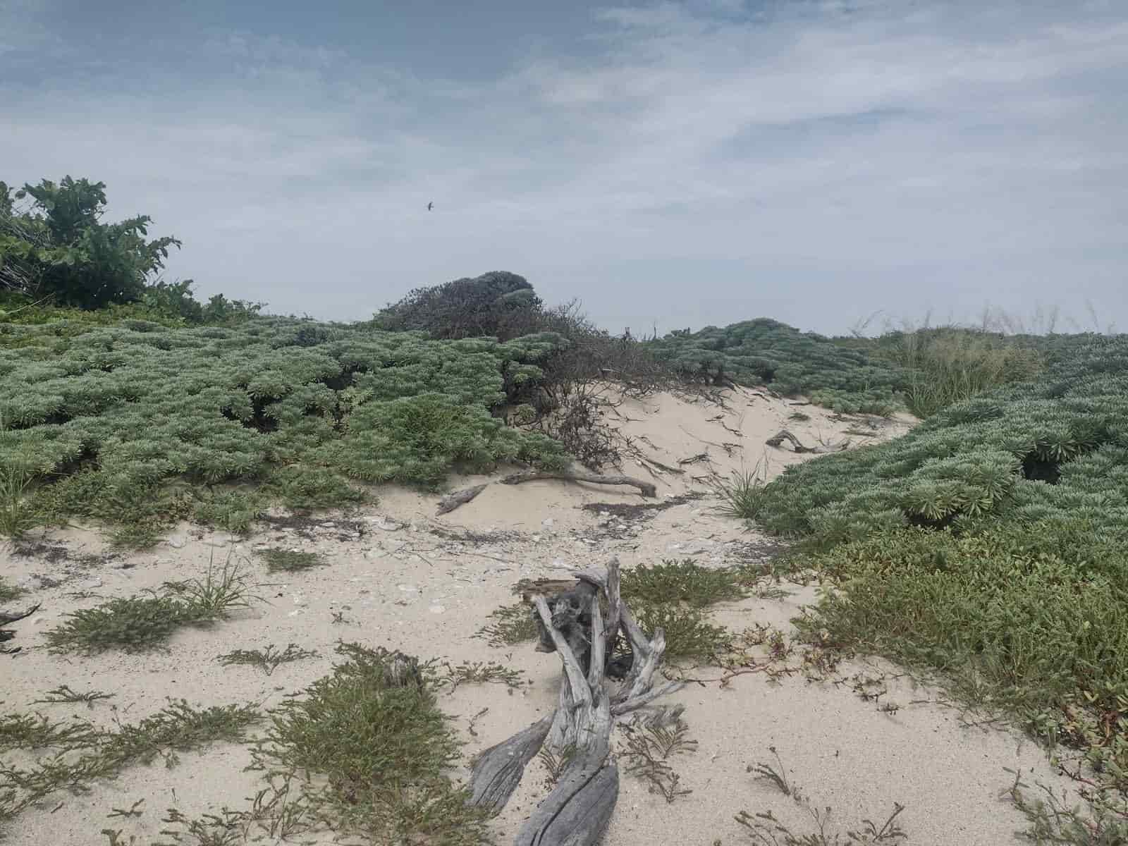 Tortugas y aves migratorias anidan en Isla Verde, Veracruz