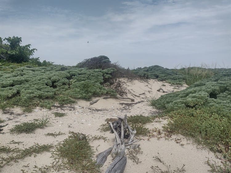 En Veracruz, asombra nacimiento de agua dulce sobre Isla Verde