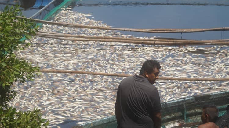 Denuncian ecocidio en Laguna Cabana, culpan a ingenios de presuntamente generarlo