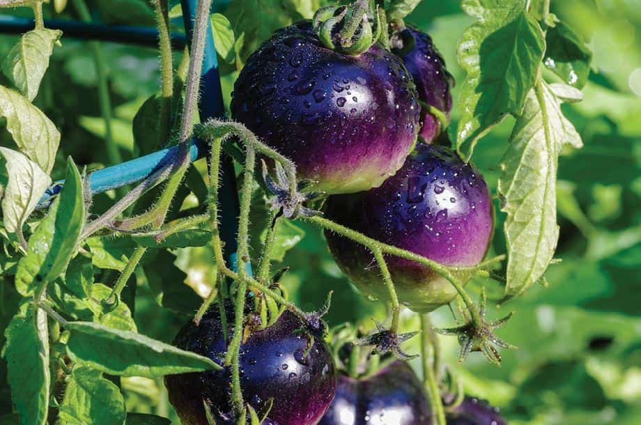 Lanzan al mercado tomate morado; mejorará la nutrición un 30%