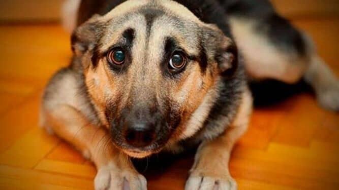 ¿Cómo proteger a tus mascotas de la pirotecnia en fiestas patrias?