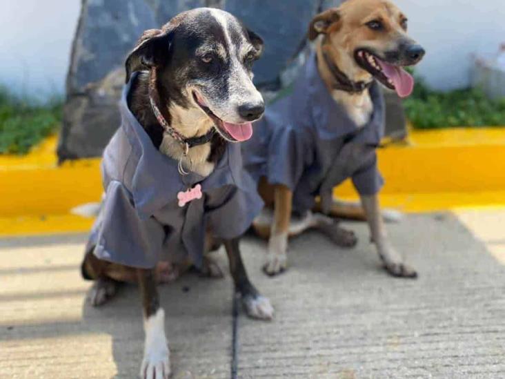 ¡Aplausos!; alimentan y arropan a perritos en gasolineras del sur (Video)